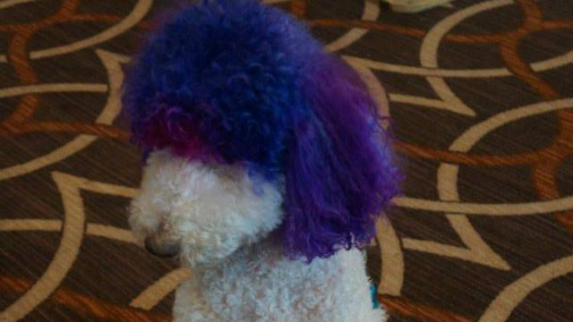 CHILLY. A purple headed poodle chills out at the BlogPaws conference
