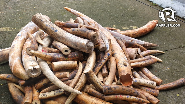 P420-M worth of ivory tusks crushed in symbolic act
