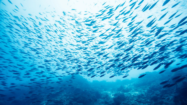 SUSTAINABLE FISHING. 6 global powers pledge to support measures to address fishing overcapacity
