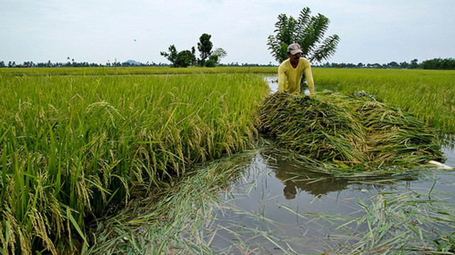 IRRI To Give 'flood-tolerant' Rice To Haiyan-stricken Farmers