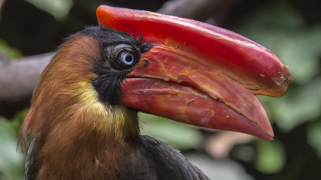 CFZ Watcher of the Skies: Haul of endangered birds seized in Bicol