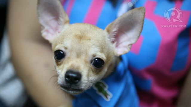 EYES HAVE IT. They cannot talk, but their eyes can communicate what they need. Photo of Frodo by Christian Panganiban.