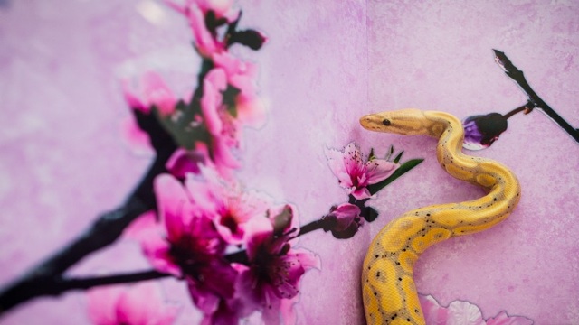 RESPONSIBLE BREEDING. A banana ball python worth 600,000 HKD (about 85,141 USD) is displayed during a snake display to promote responsible breeding and pet ownership in Kong Kong on Jan 10, 2013. AFP Photo