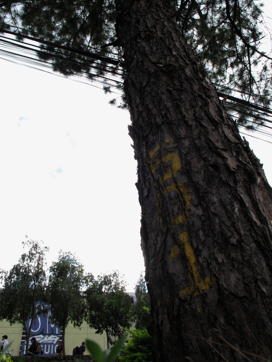 FOREST AND MALL. Baguio residents up in arms over city govt's nod on SM Mall's expansion plan. Photo by EV Espiritu