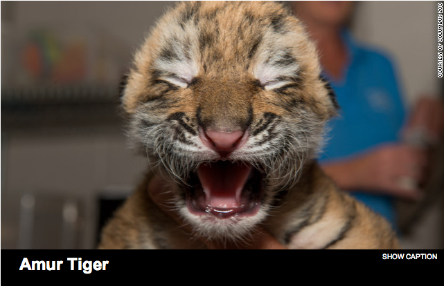 YAWN. Screenshot from CNN.