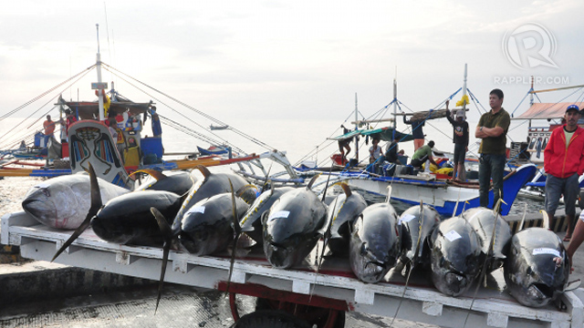 ENDANGERED. Declining catch and looming total tuna fishing ban in some ares in the tuna-rich Western Pacific region could spell disaster to the Philippine tuna industry. Photo by Edwin Espejo