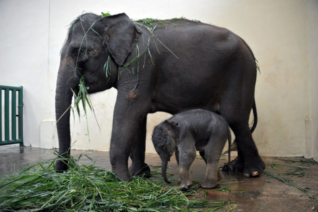 Endangered Sumatran elephant born in captivity