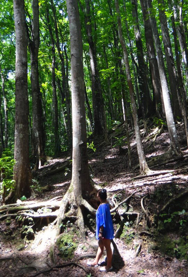 NO BIRDS SING HERE. While the patches of sunlight like this one indeed make Bilar Forest look magical, this forest is a biodiversity-dead zone
