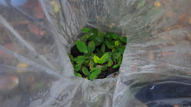 FUELED BY GOOD INTENTIONS. Tree-planting volunteers and organizations would do well by planting only native trees
