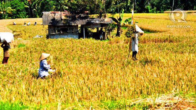 Even rice planting in Bali has aesthetic elements to it