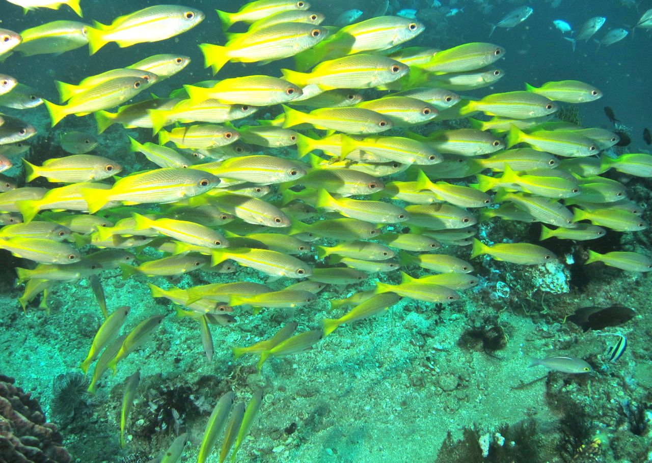 Underwater at Twin Rocks in Anilao