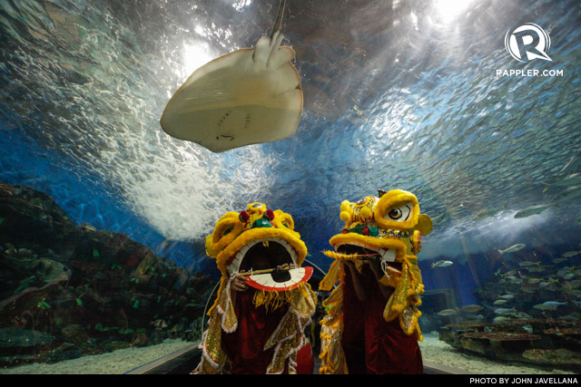 OH, THE MARINE LIFE. Even the sea world at Manila Ocean Park has been visited by Dragon Lions. Photo dated January 1, 2009