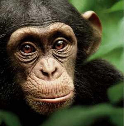 GENTLE CREATURES. A birth of a chimpanzee will be witnessed by the online committee. Photo from the Chimpanzee Facebook page