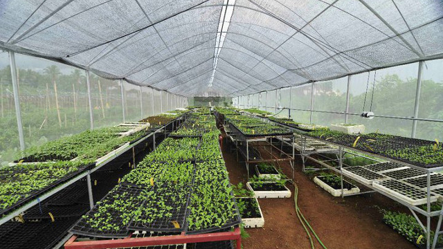 Organic veggies are grown in this greenhouse in Costales Farm