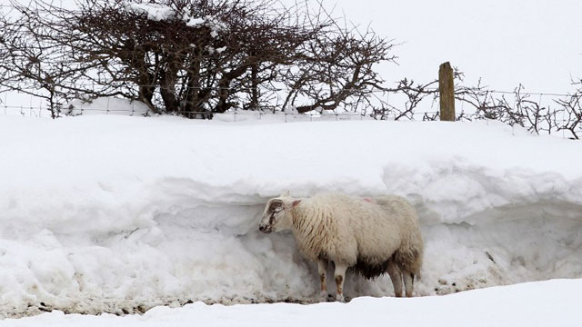 UNITED KINGDOM, DOMORE : A sheep shelters behind a wall of snow in the hills of Domore, Northern Ireland, on March 26, 2013. A Royal Air Force (RAF) helicopter was deployed in Northern Ireland in a bid to reach remote farms where estimates suggest up to 10,000 animals have been buried beneath snowdrifts 20 feet (six metres) high. Thousands of cattle and sheep are already feared to have died in the cold at the height of the lambing season. The bad weather has claimed at least two lives on the British mainland. AFP PHOTO / PETER MUHLY