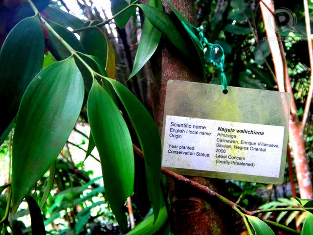 Almaciga, a tree species that lived during the dinosaur era