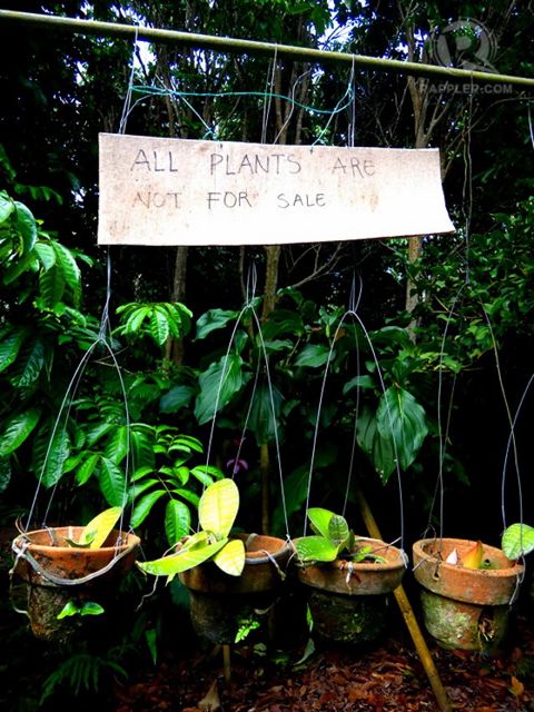 Plants in Liptong Woodland are not commercially for sale as they are meant for conservation