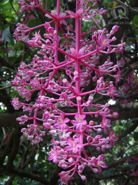 One of Liptong Woodland’s rare and colorful flowers