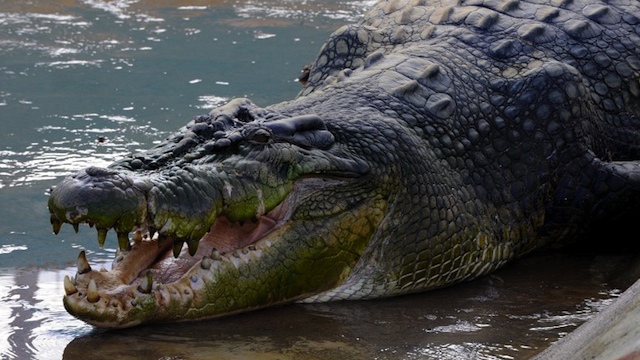 GARGANTUAN. In this photo taken on September 21, 2011, Lolong, a one-tonne (6.4-metre) 21-foot crocodile believed to be the biggest to have ever been caught, is seen in a caged pen in Bunawan, Agusan del Sur. AFP PHOTO / JAY DIRECTO