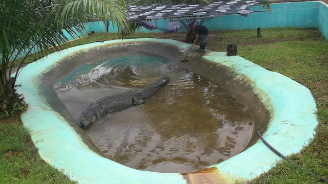STRESSED OUT. Lolong's tiny enclosure and extremely shallow pond caused the crocodile to suffer such stress that it stopped eating altogether a month before its death. File photo from necropsy file