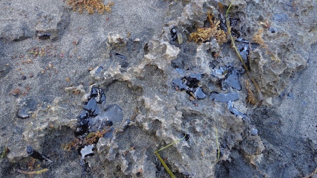 MARINE LIFE THREATENED. Animals such as sea turtles could die after ingesting the tar