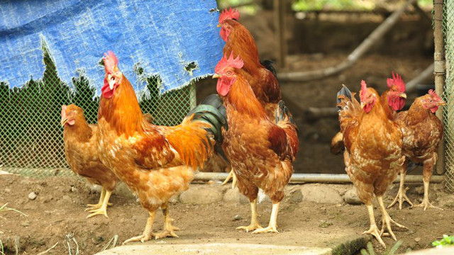 WE NEED SPACE, demand chickens. At certain farms, they're given what they need.