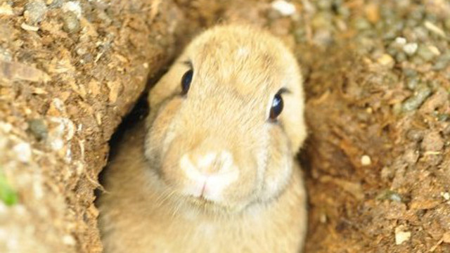 POKING OUT. Don't worry, rabbits aren't killed for food but their waste makes good fertilizer.