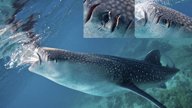 AFTER MONTHS OF ABSENCE in Oslob, whale shark 'Fermin' returned with injuries probably caused by boat propellers. Photo by Steve de Neef