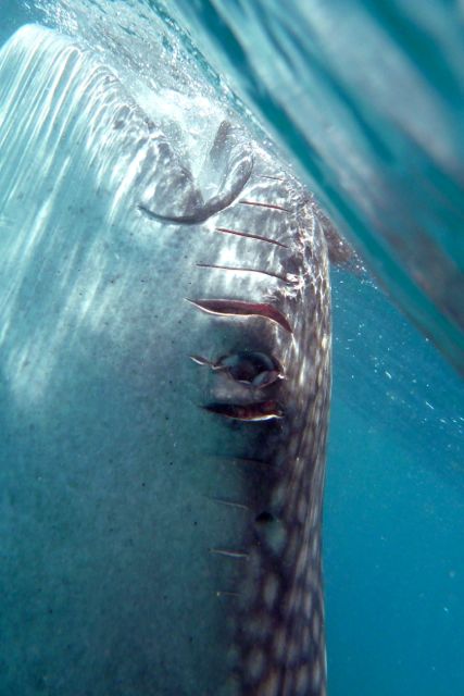 OSLOB's ECONOMY CAN SURVIVE without causing harm to the whale sharks. Stop the feeding. Photo courtesy of the LAMAVE Project