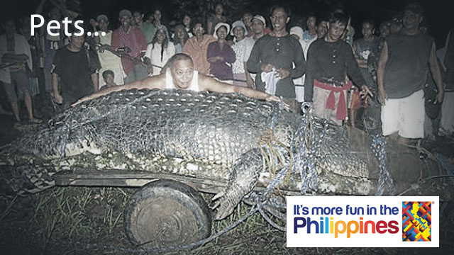 PETS: Original image courtesy of UniqueDaily.com http://bit.ly/wB95Bs
