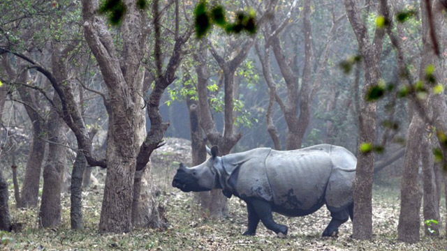 Pobitora, INDIA - A rhinoceros is pictured inside the Pobitora Wildlife Sanctuary, some 55 kilometres east of Guwahati. Rhinos in the sanctuary have risen from 84 to 93 in 2012, based on data collected and compared to census data from 2009, senior forest officials said. The Pobitora Wildlife Sanctuary contains the world's highest density of rhinos. AFP/STR
