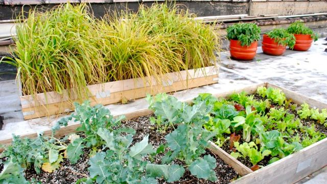 TOPAZ ARTS' ROOFTOP GARDEN