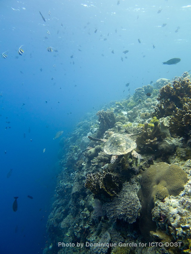 OTHER WORLD. The diversity of species is what makes Tubbataha Reef spectacular.