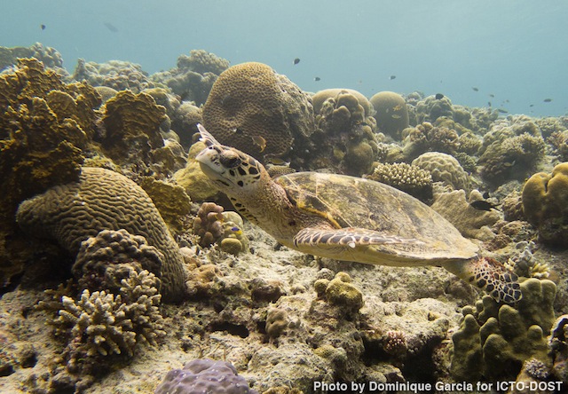 MY WORLD. Tubbataha Reef is also a sanctuary for turtles.