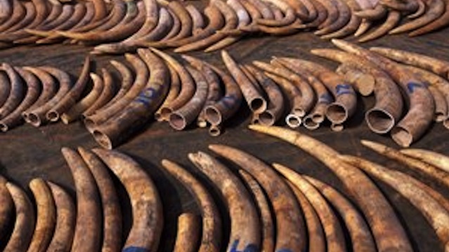 ILLEGAL: Trading in ivory is illegal since 1989. Photo courtesy of CITES