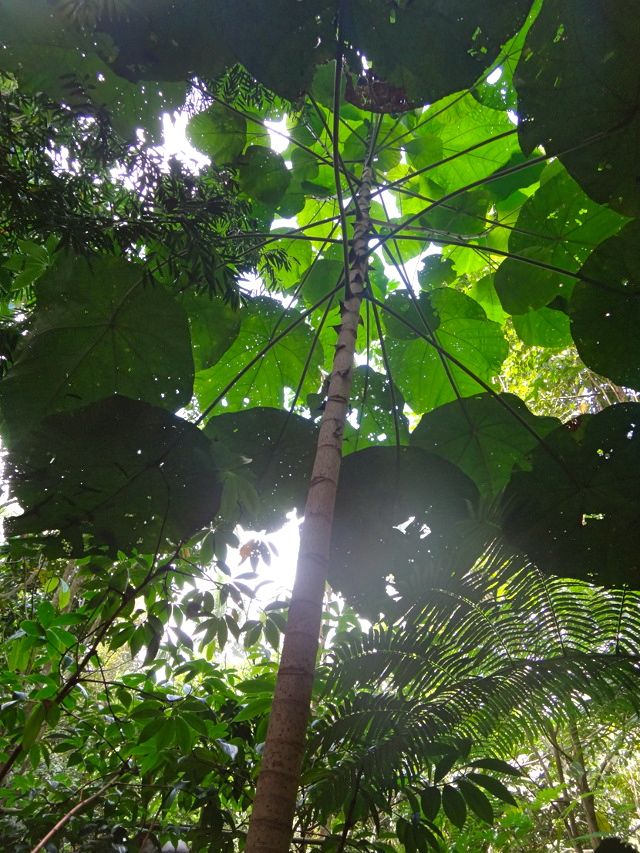 NATIVE TREES FOR A LIVING FOREST. Takip-asin, a native shrub planted in one successful manmade forest of native and endangered species, Liptong Woodland