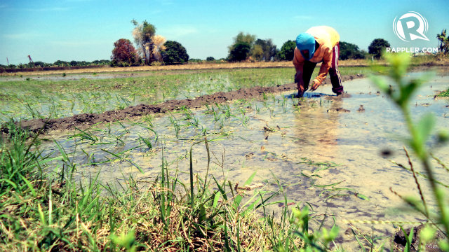 WOMEN IN AGRICULTURE. Women contribute greatly to both national and household food security, and yet their efforts are left 'invisible and undervalued,' says the FAO. All photos by Fritzie Rodriguez/Rappler.com