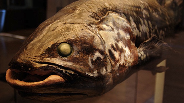 coelacanth stuffed animal