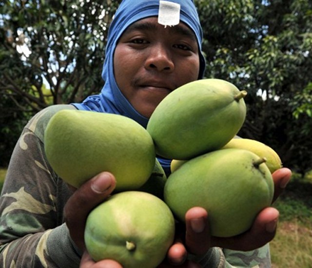 DA to set aside P40M for mango farmers