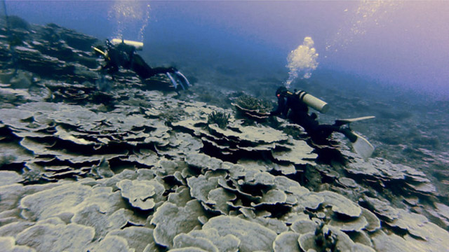 Filipinos Dive Into The Waters Of Benham Rise For The First Time