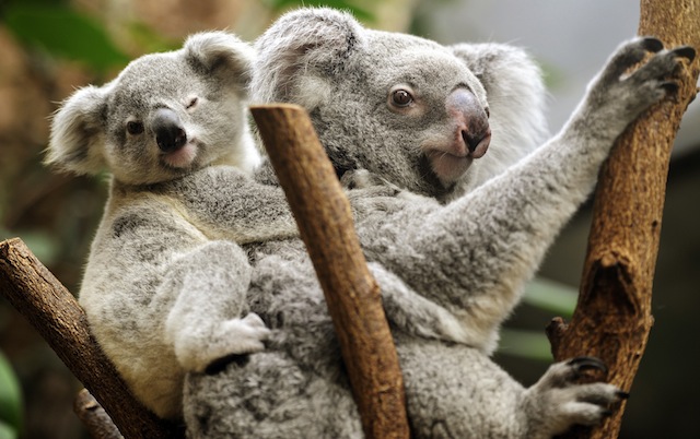 Koalas in danger as Aussie temperatures soar – study