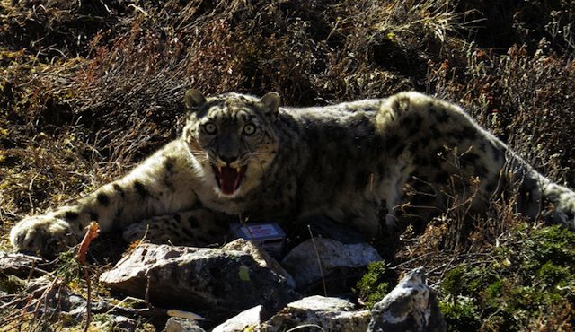 Nepal uses satellite to track rare snow leopard