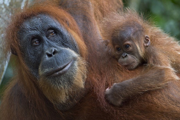 Sumatran orangutans� rainforest home faces new threat